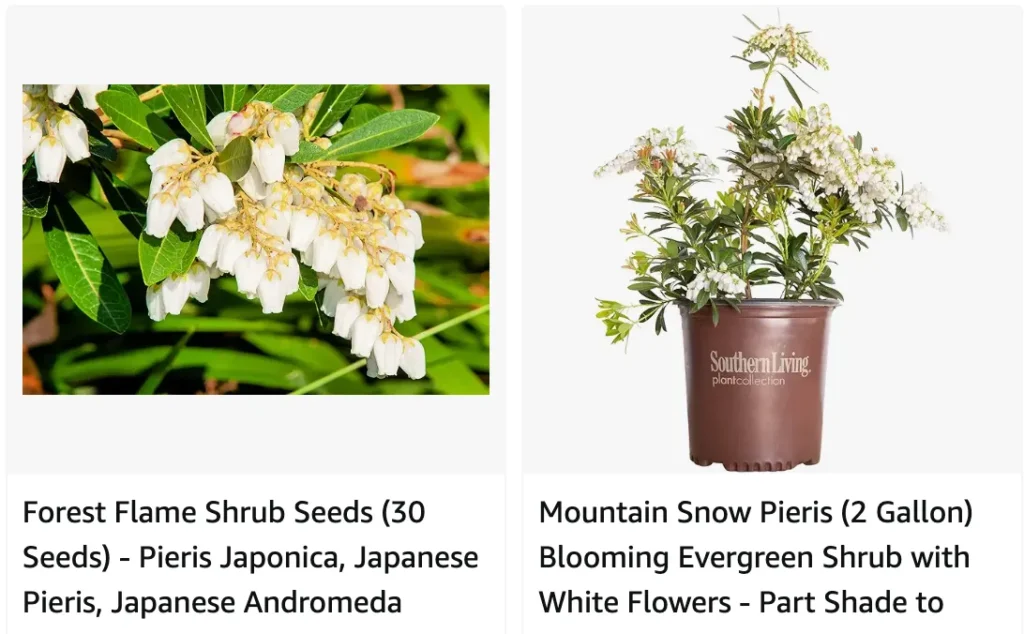 Mountain Snow Pieris | Monsteraholic