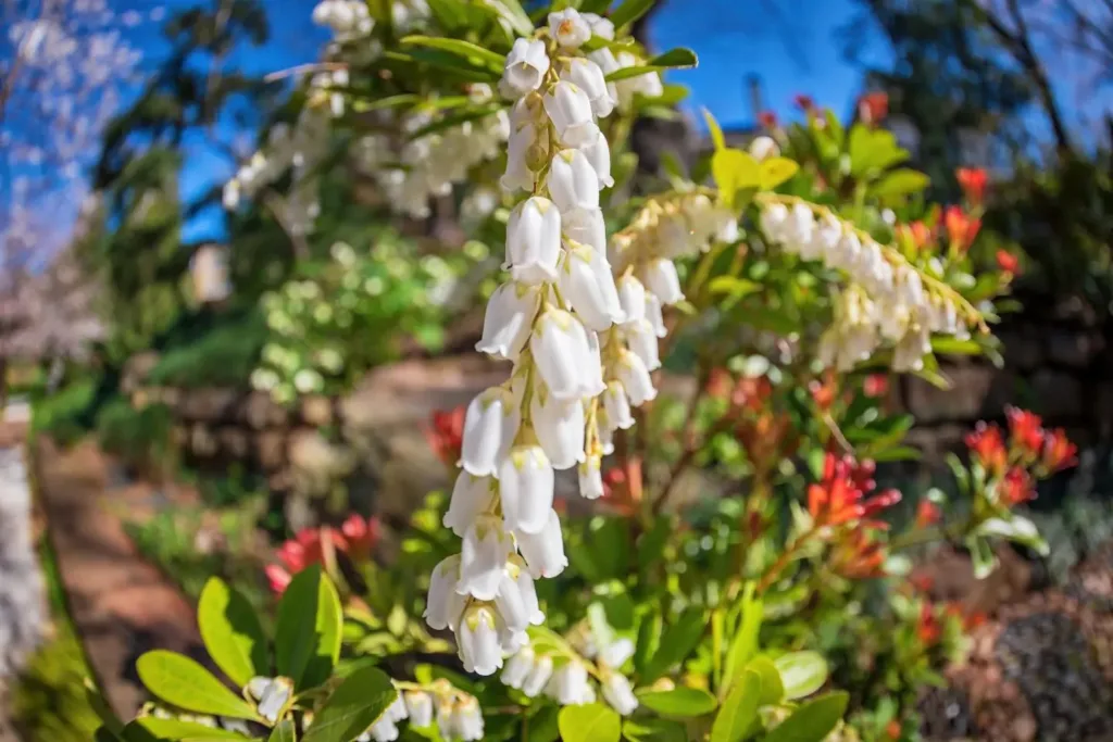 Mountain Snow Pieris