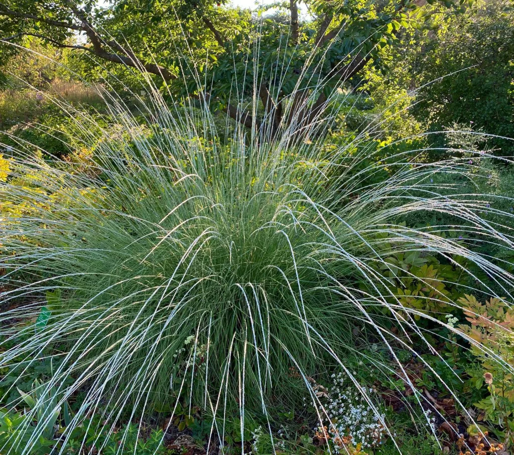 Muhlenbergia Rigens