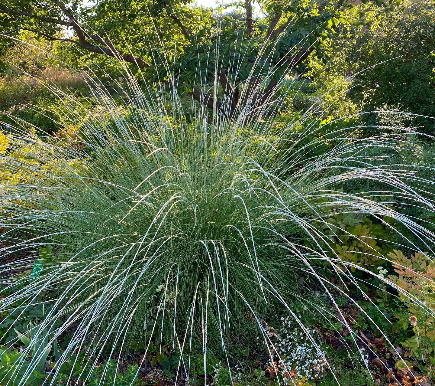 Plant FAQs: Muhlenbergia Rigens