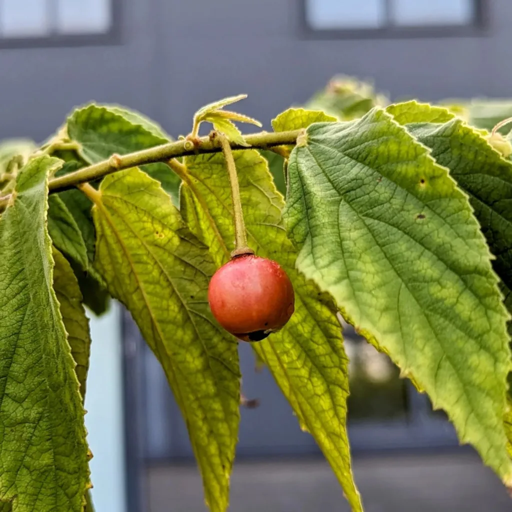 Muntingia Calabura