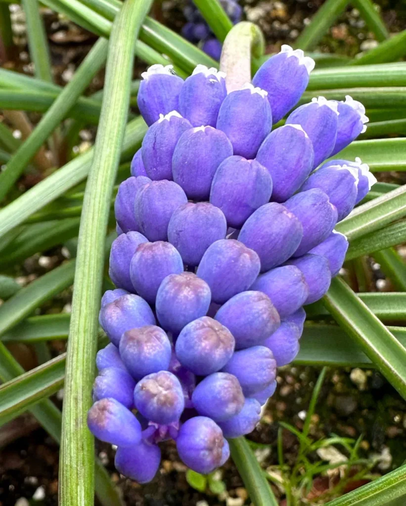 Muscari Neglectum