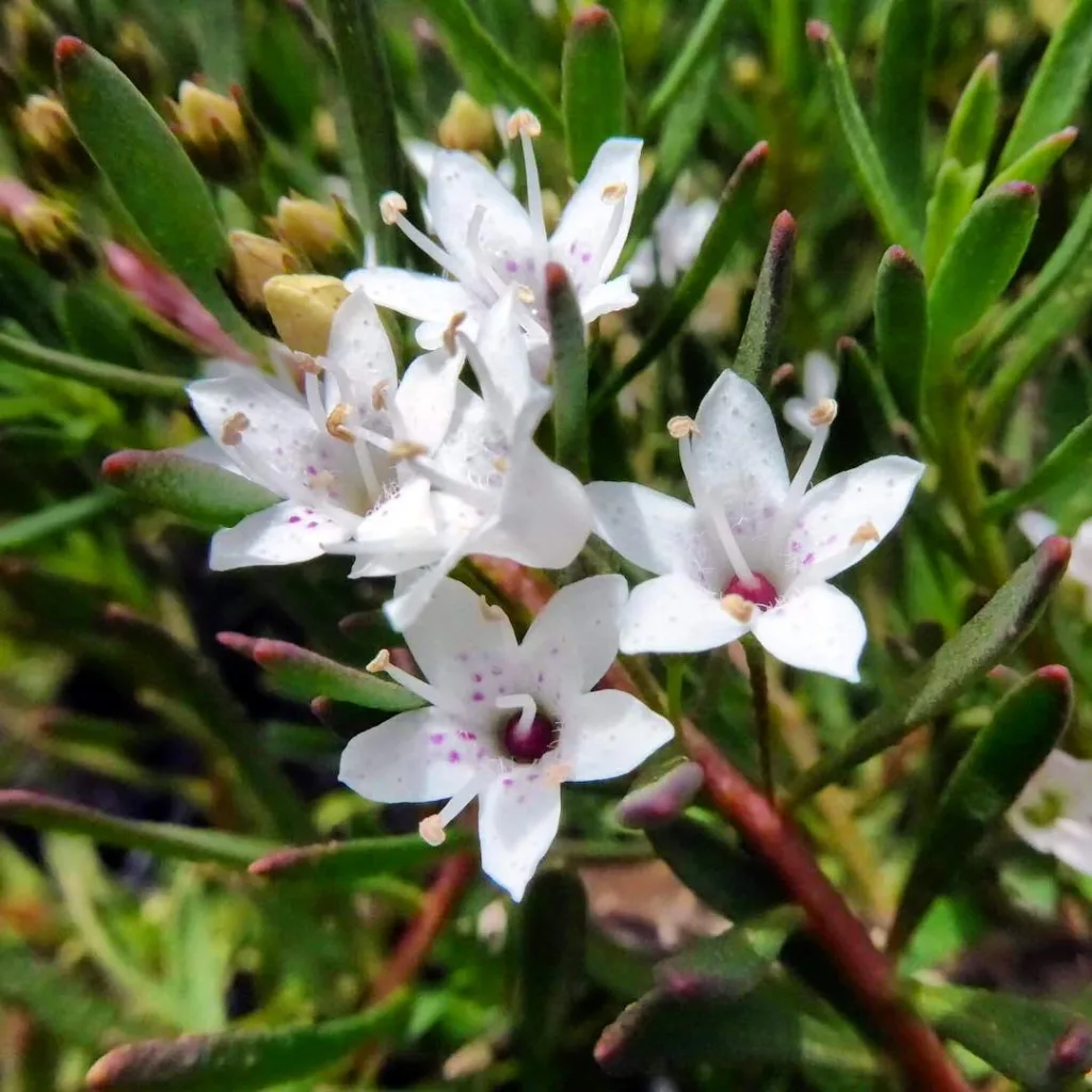 Myoporum Parvifolium