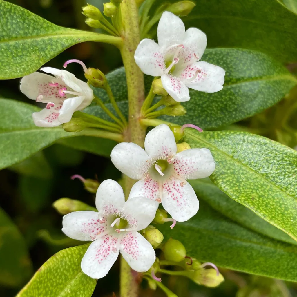 Myoporum