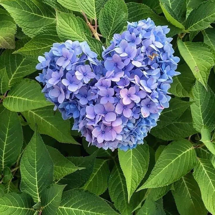 Nantucket Blue Hydrangea