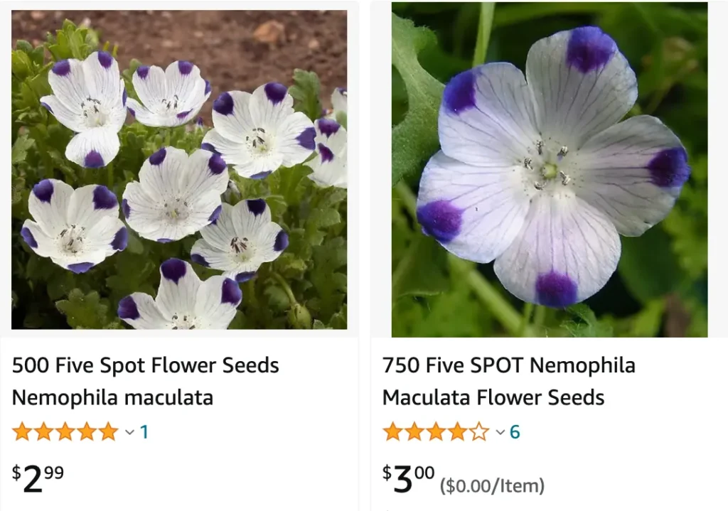 Nemophila Maculata | Monsteraholic