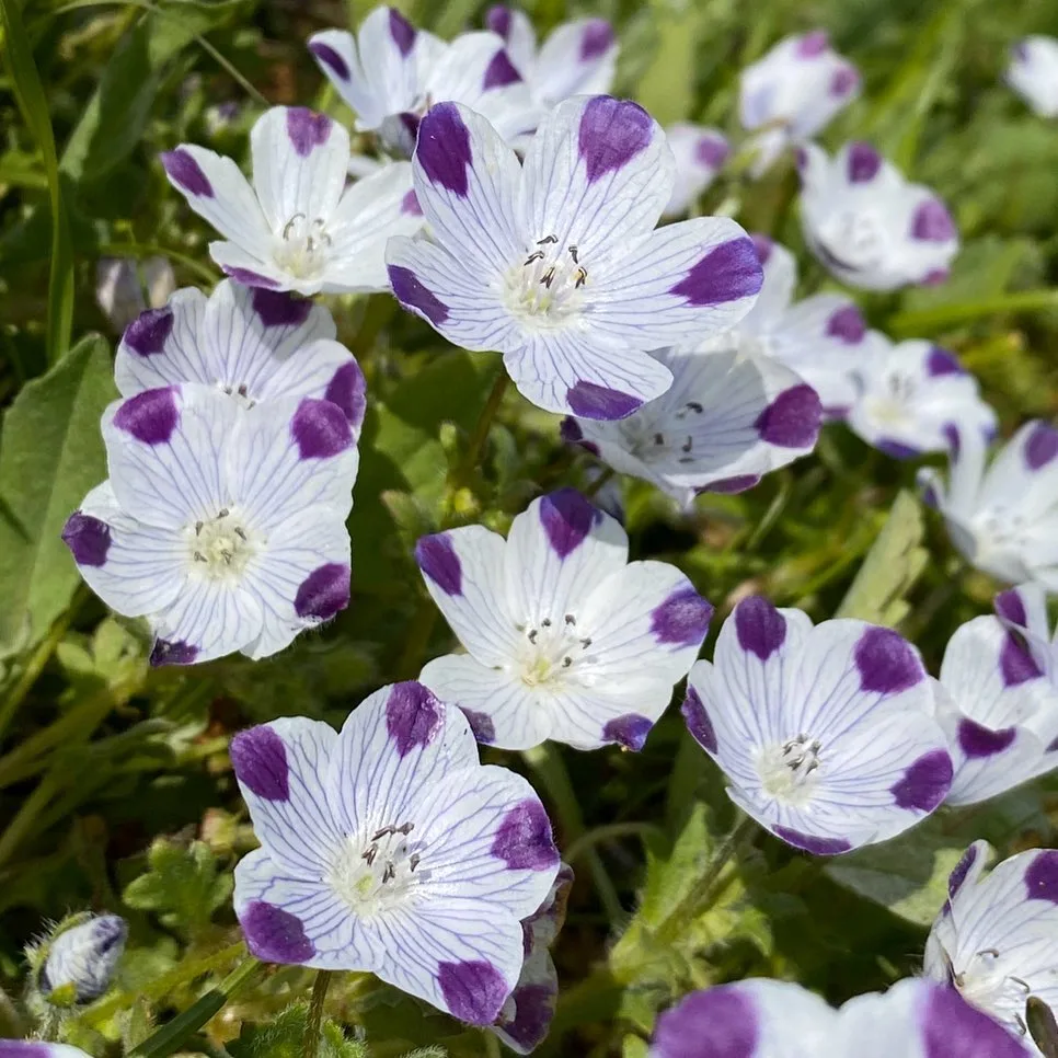 Nemophila Maculata