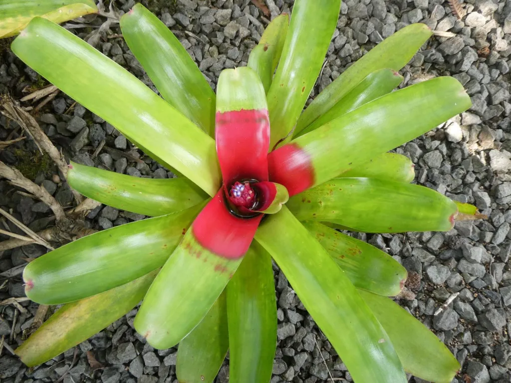 Neoregelia Carolinae