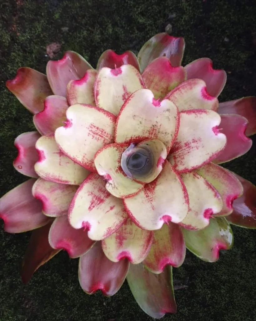 Neoregelia