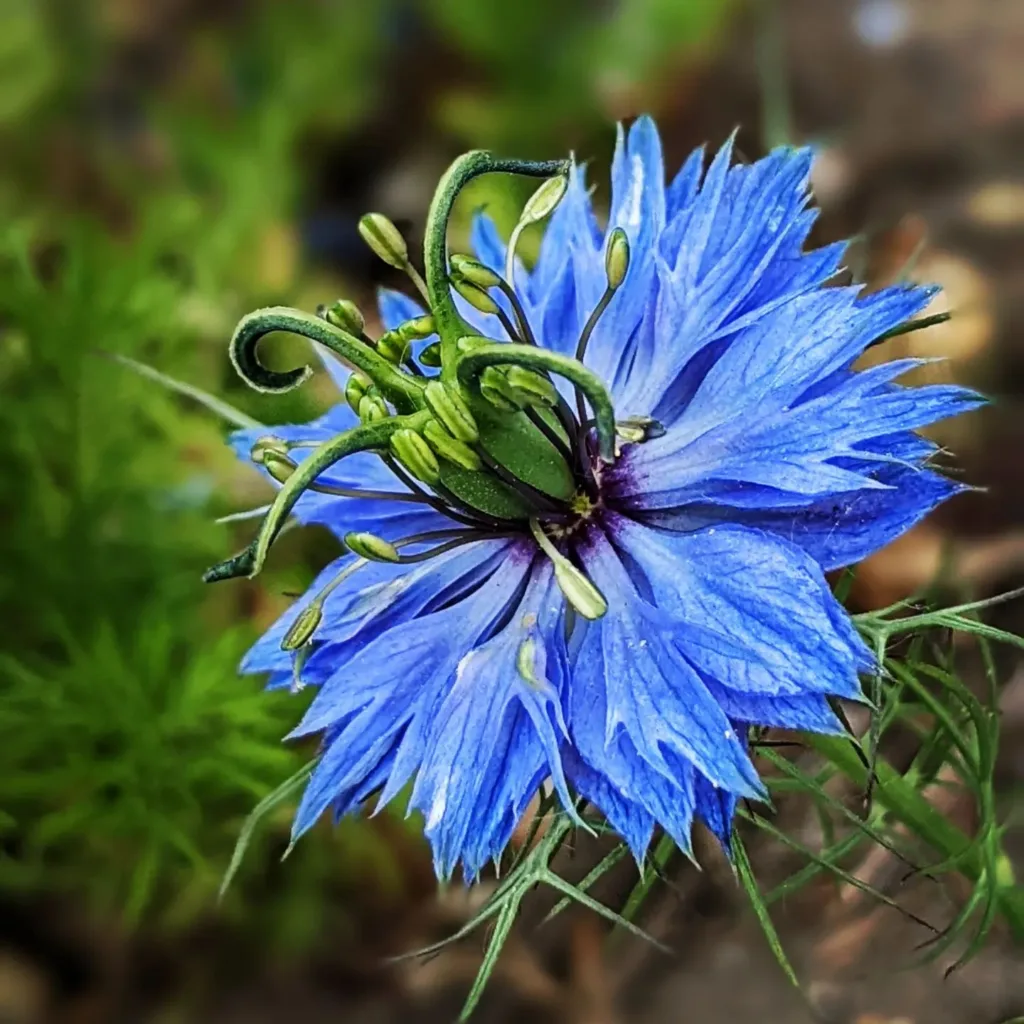 Nigella Damascena