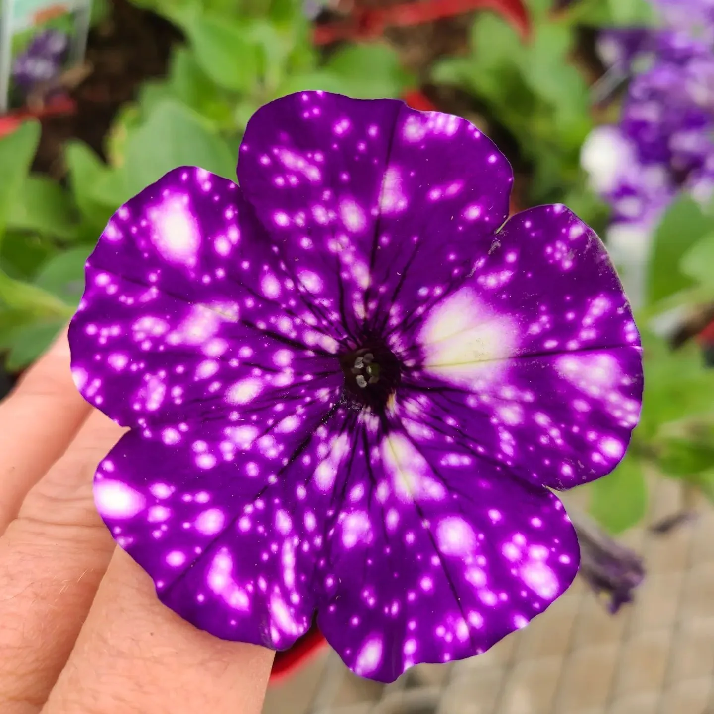 Plant FAQs Night Sky Petunia   Night Sky Petunia Monsteraholic.com Plant 101 Jpeg.webp