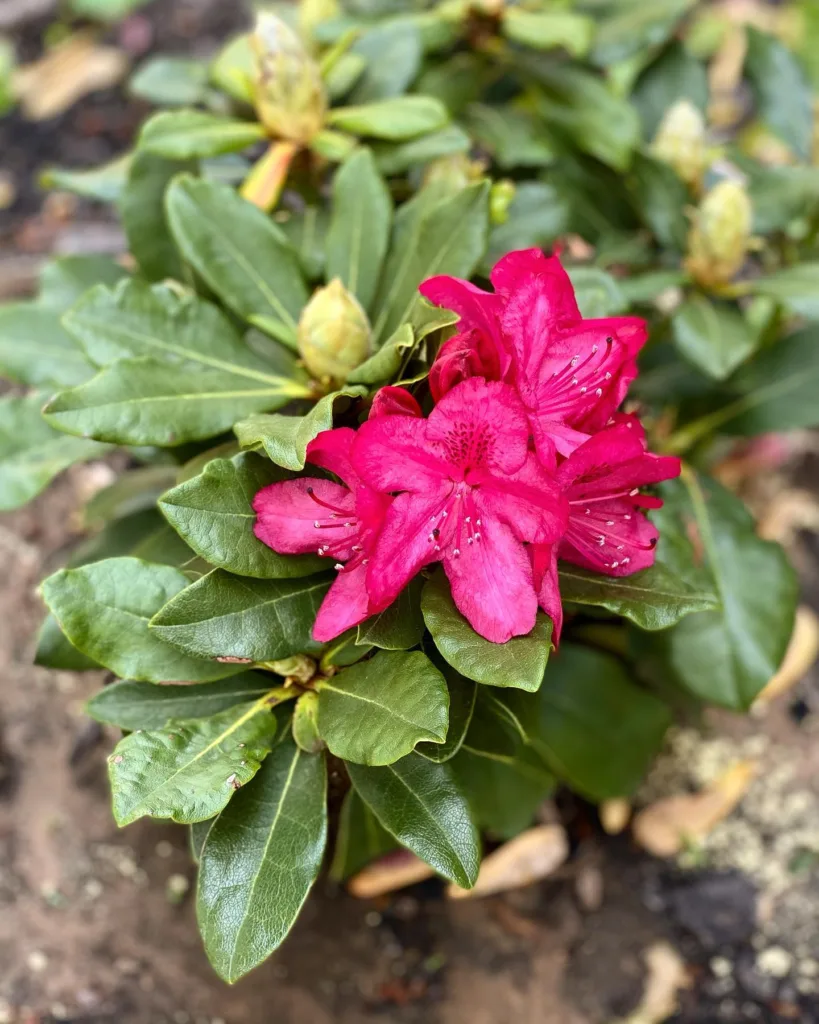 Nova Zembla Rhododendron