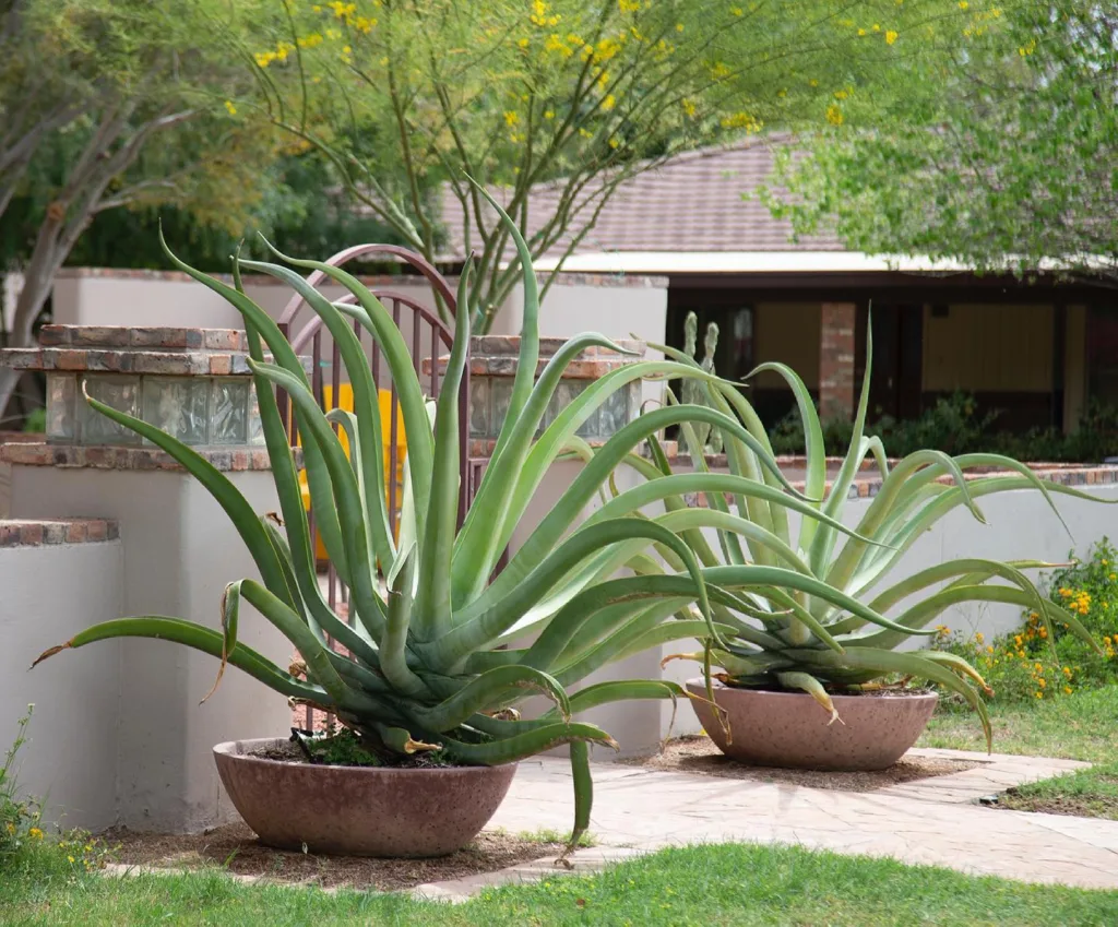 Octopus Agave