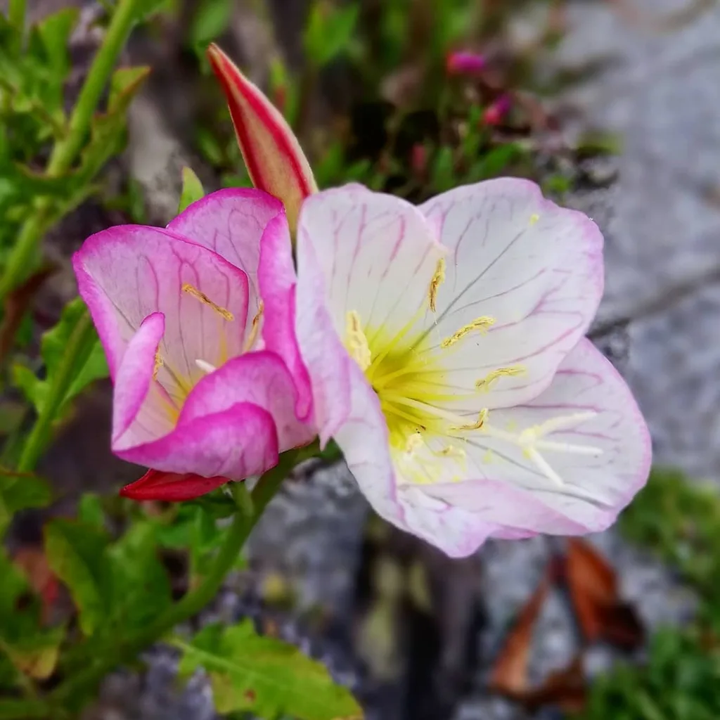 Oenothera Tetraptera