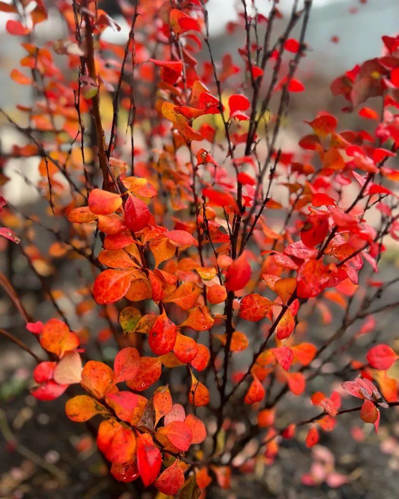 Orange Rocket Berberis