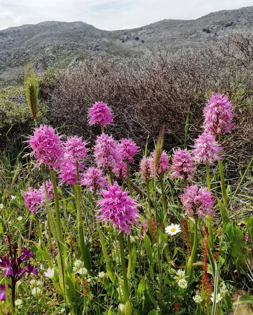 Orchis Italica