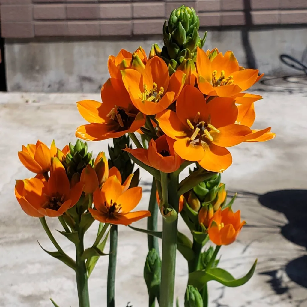 Ornithogalum Dubium