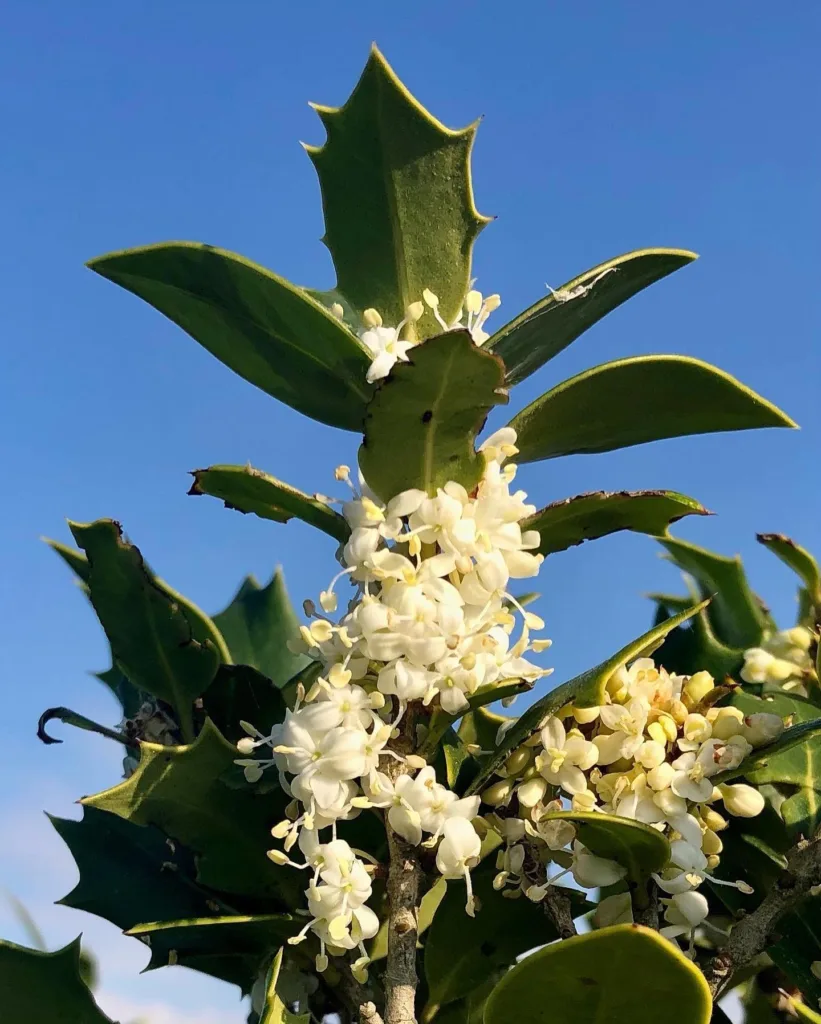 Osmanthus Heterophyllus