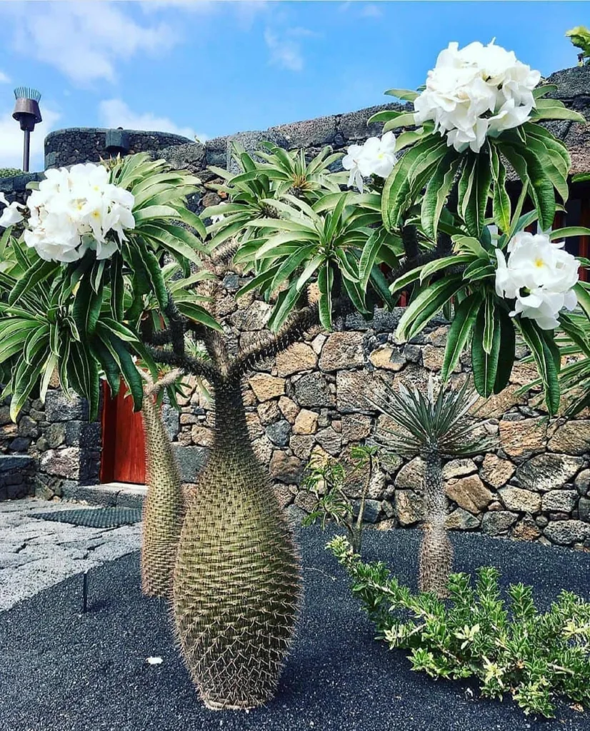 Pachypodium Lamerei