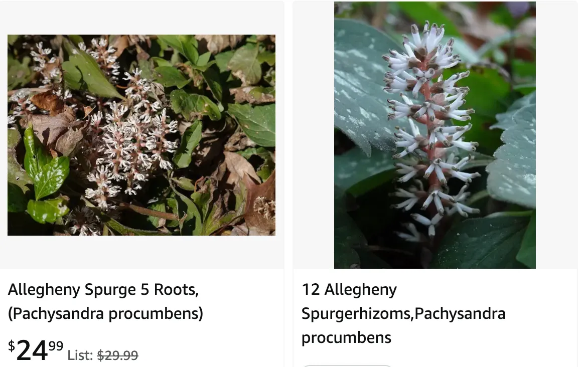 Pachysandra Procumbens | Monsteraholic