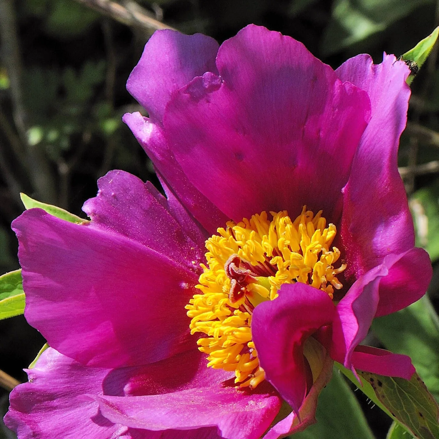 Plant FAQs: Paeonia Broteri