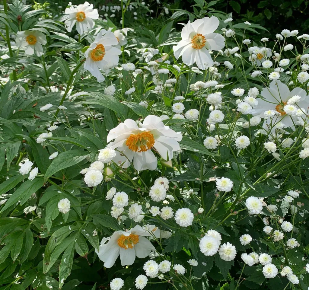 Paeonia Emodi