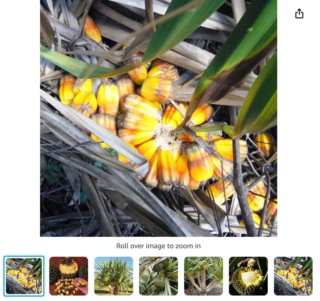 Pandanus Utilis | Monsteraholic