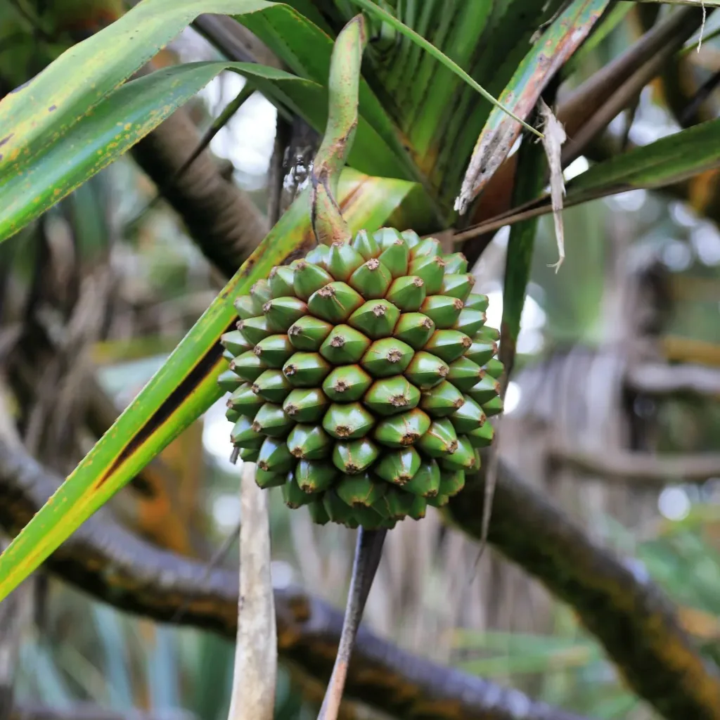 Pandanus Utilis