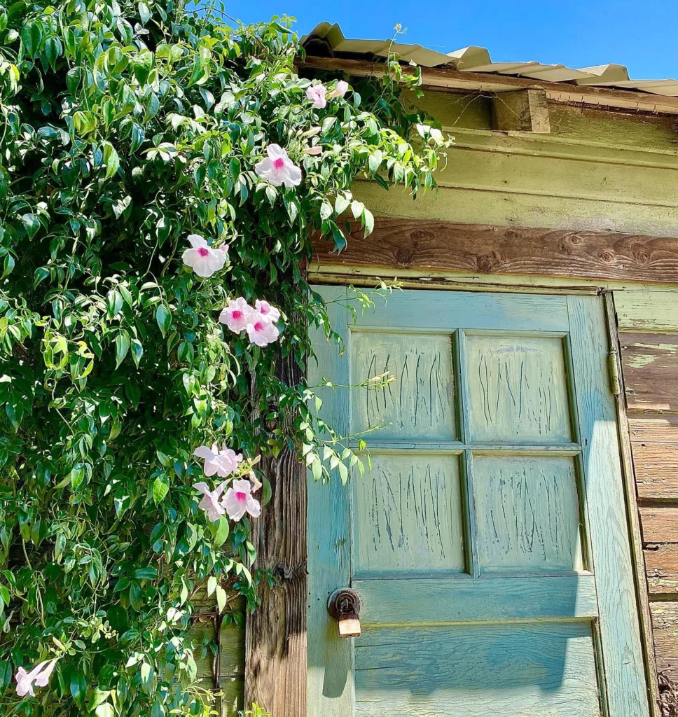 Pandorea Jasminoides