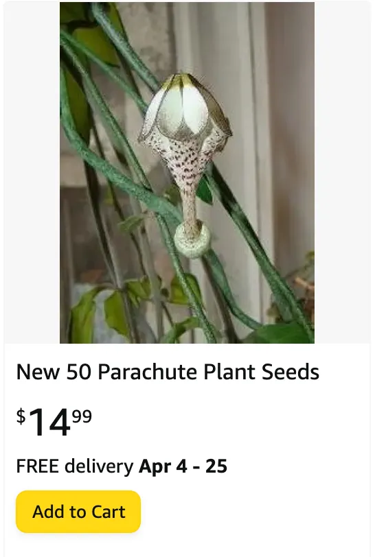 Parachute Plant | Monsteraholic