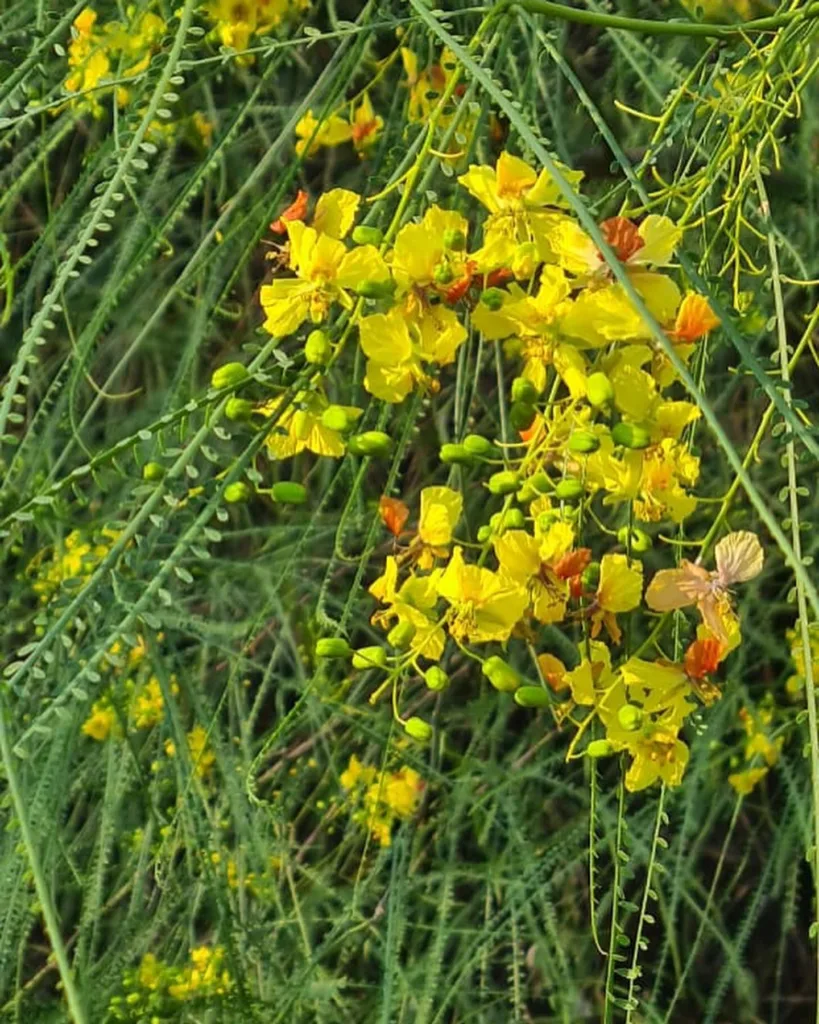 Parkinsonia Aculeata