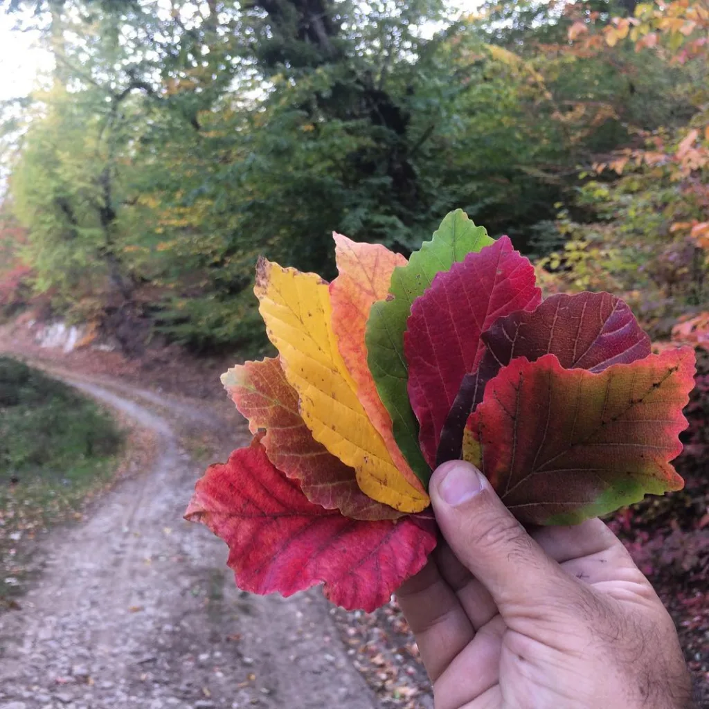 Parrotia Persica