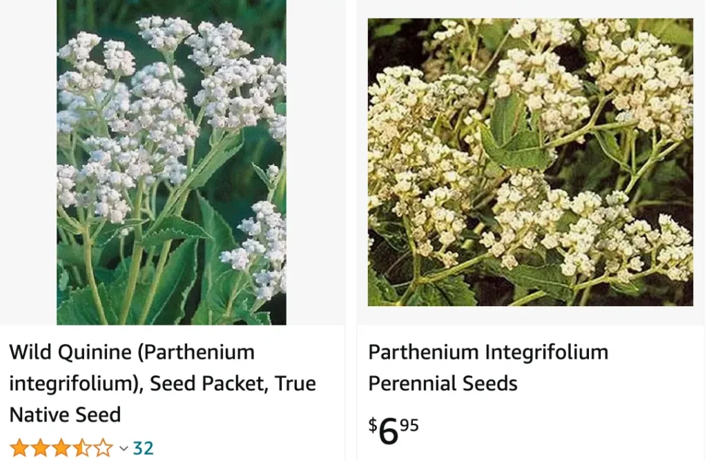 Parthenium Integrifolium | Monsteraholic