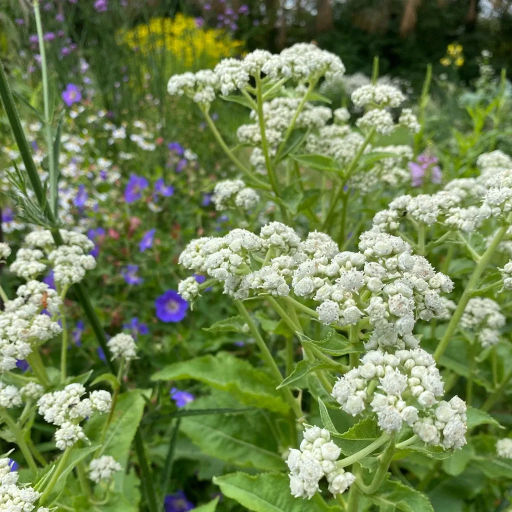 Parthenium Integrifolium