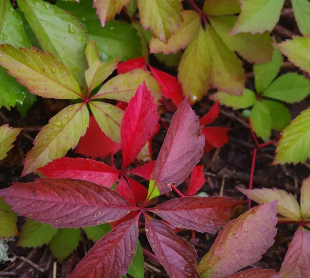 Parthenocissus Inserta