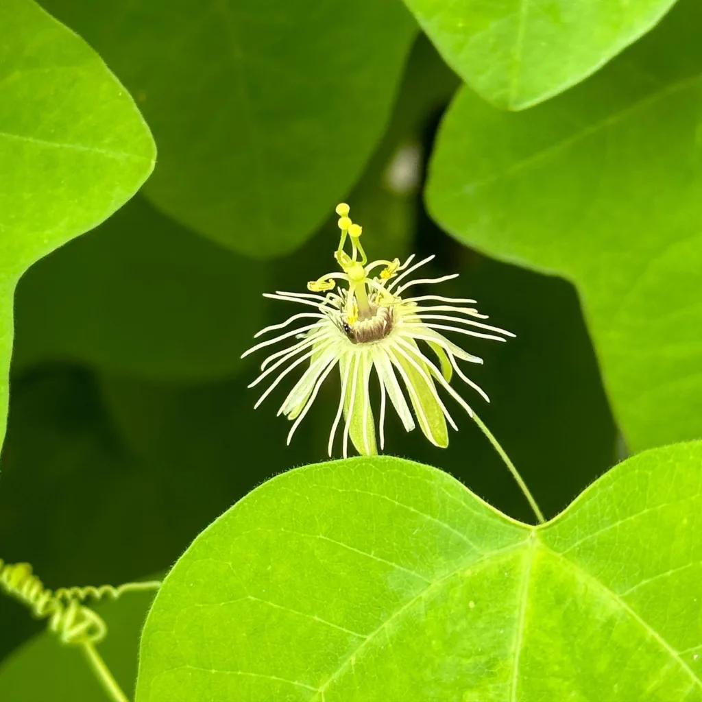 Passiflora Lutea