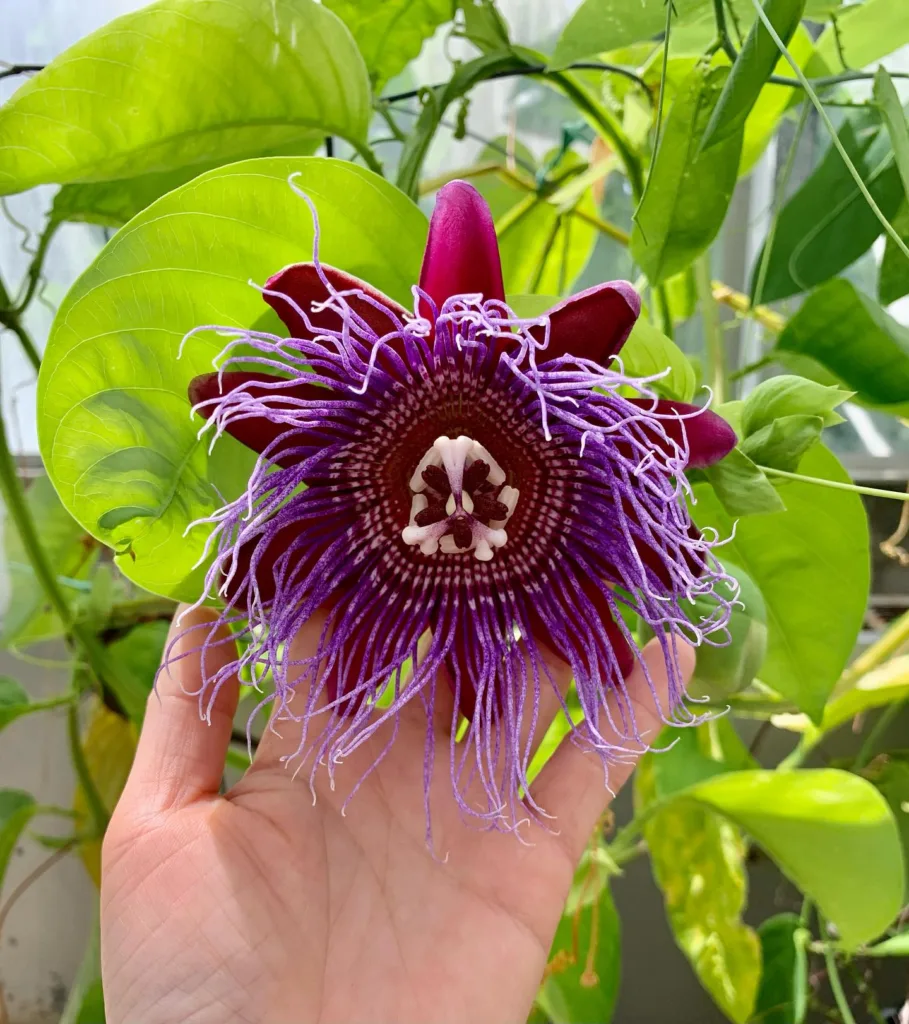 Passiflora Quadrangularis