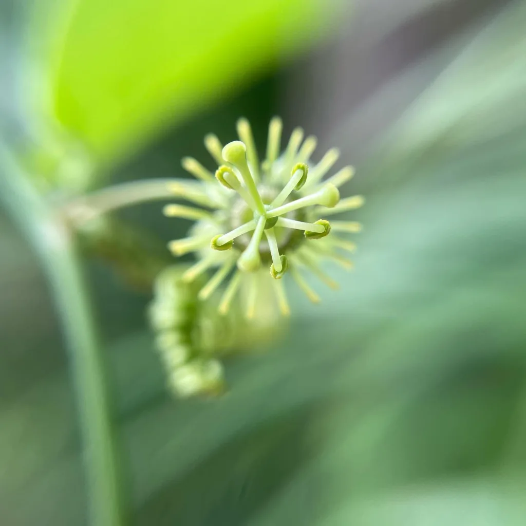 Passiflora Suberosa