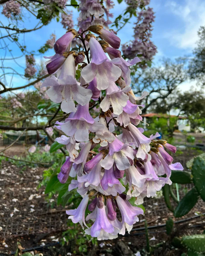 Paulownia Elongata