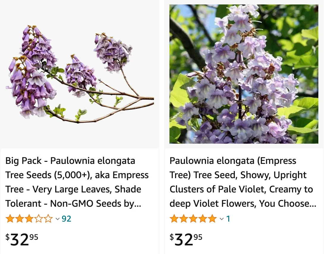 Paulownia Elongata | Monsteraholic