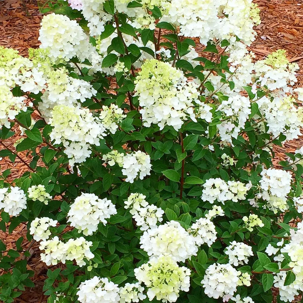 Pee Wee Hydrangea