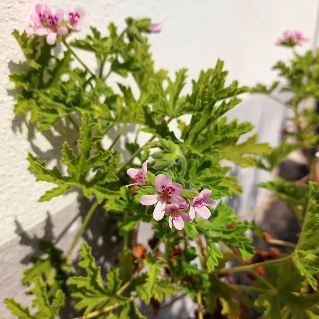 Pelargonium Citrosum