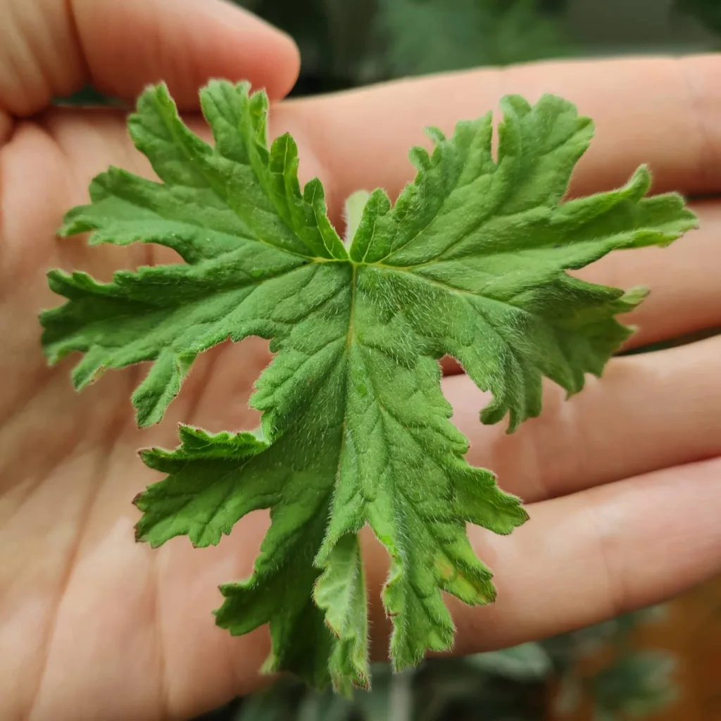 Pelargonium Graveolens