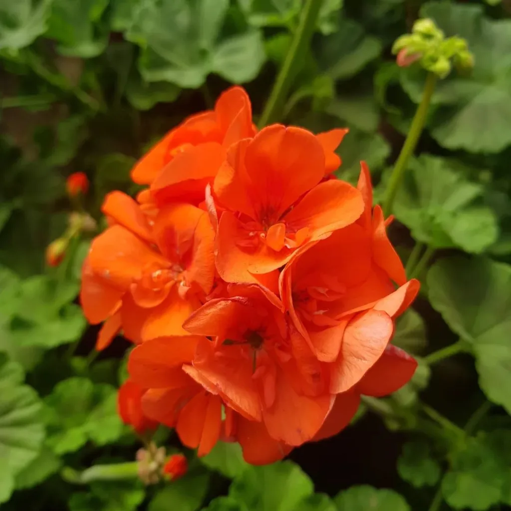 Pelargonium Hortorum