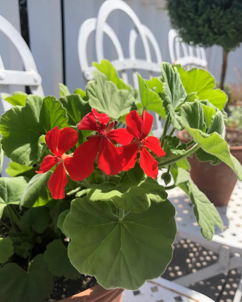 Pelargonium Inquinans