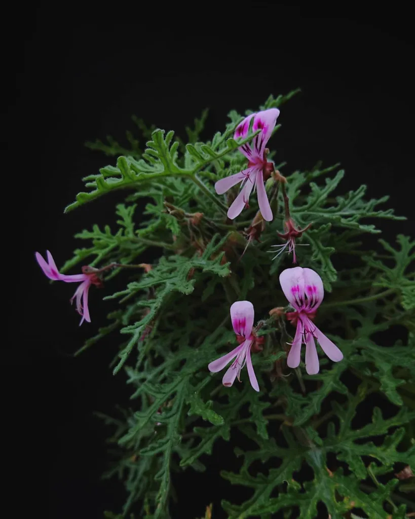 Pelargonium Radens