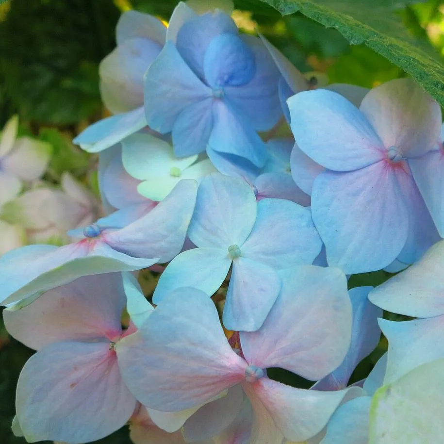 Penny Mac Hydrangea