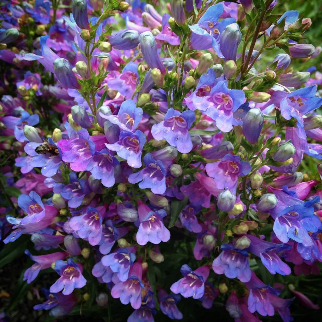 Penstemon Heterophyllus