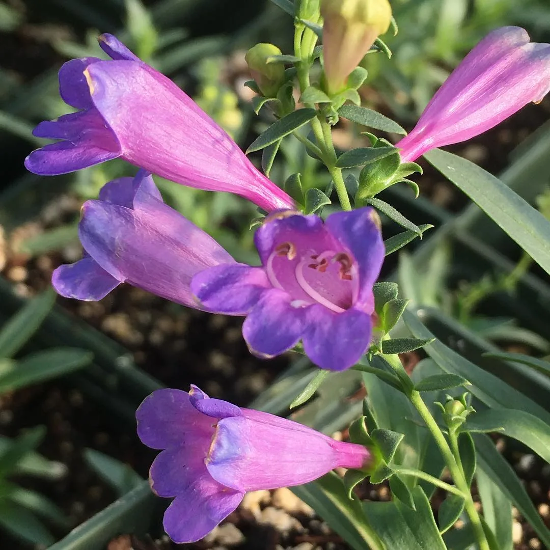 Plant FAQs Penstemon Margarita BOP