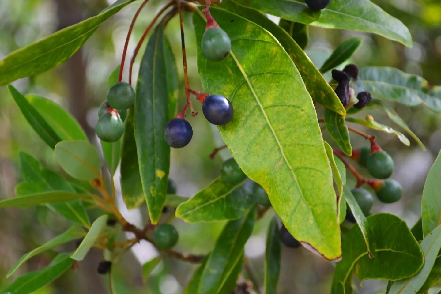 Plant FAQs: Persea Borbonia - Tamala Borbonia